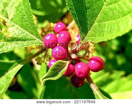 Pink Berries On A Bush