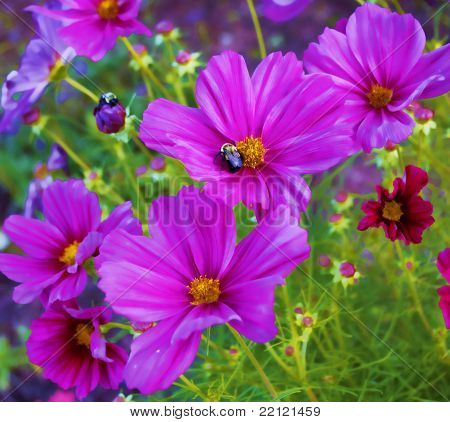 Hermosas flores de color púrpura con una abeja que recoge el néctar.