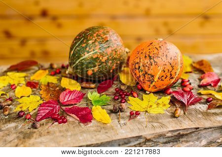 autumn, harvest, food concept. two orange pumpkins with green spots in the middle of different in shapes and colores leaves, rowan berries, acorns and dogberries