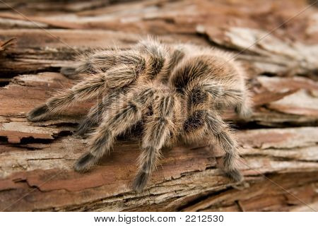 Cileno Rose Tarantula