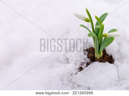 Snowdrop flower coming out from real snow.