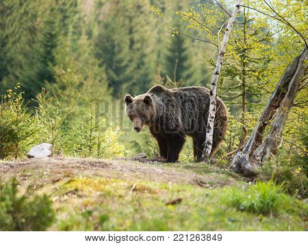 Eurasian brown bear - Ursus actor actor - near birch tree