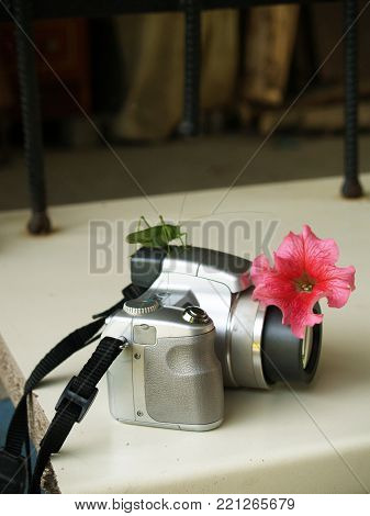 grasshopper and flower