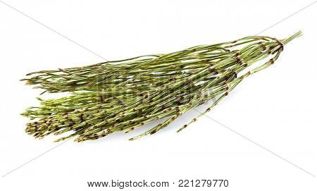 Dry horsetail on a white background