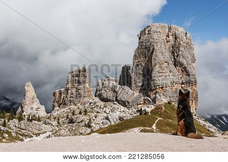 Picture Of A German Shepherd Dog On The Trails Of Cortina D'ampezzo, Dolomites, Italy