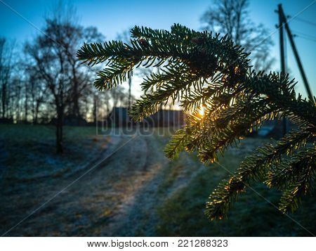 Sun Beam Shining Through the Branch in Early Winter Morning with Snow on Ground, Sunrise
