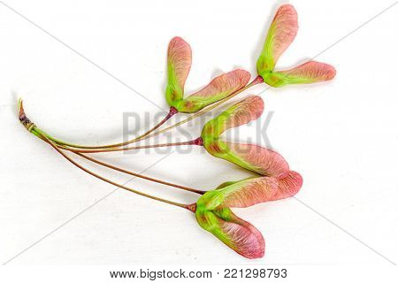 Winged seed of the red maple, acer rubrum, on a wooden background.