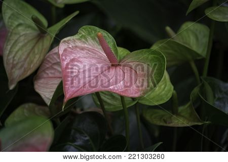 Spring scenes of pink anthurium, laceleaf and tailflower,  blooming flowers in the garden with abstract green soft nature background and wallpaper