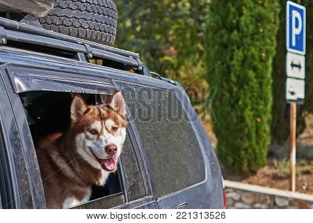 Smiling red-haired Siberian husky looks out the window car.