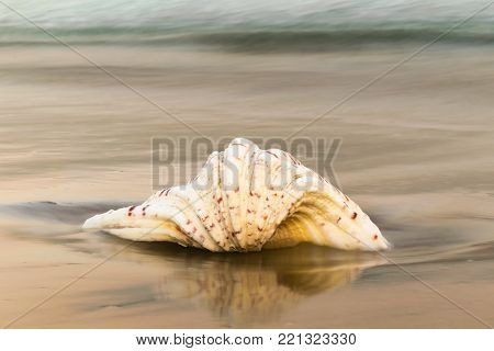 Xrisi Akti beach at Paros island in Greece with a big seashell at the foreground.