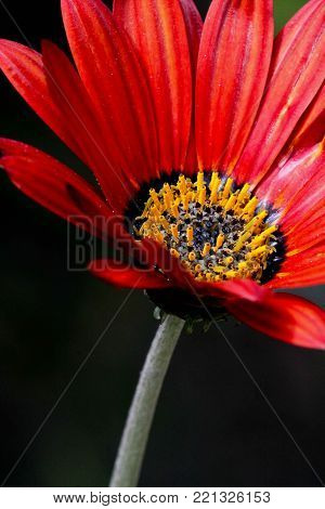 it's a clse-up picture of a daisy flower with red petlas and yellow pistils