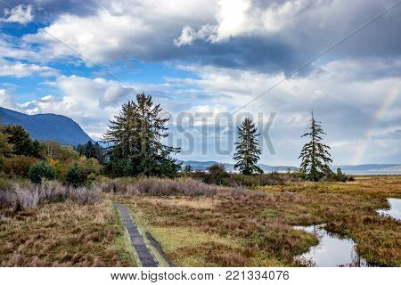 large trees in grassy wetland with clearing storm clouds and a rainbow