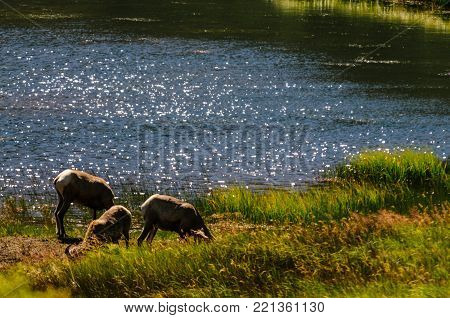 Big horn sheep grazing near the edge of a lake in Rocky Mountain National Park in Colorado.