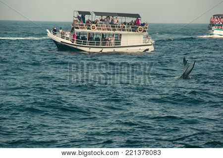 Blue whale tail fin diving deep, indian ocean. Wildlife nature background. Tourist impression. Adventure travel, tourism industry. Mirissa, Sri Lanka. Protection concept. Explore world. Attraction