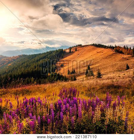 Wonderful mountain landscape with blue and pink lupine flowers. majestic overcast clouds in the sky. Beautiful natural landscape in the summertime. picturesque dramatic scene.