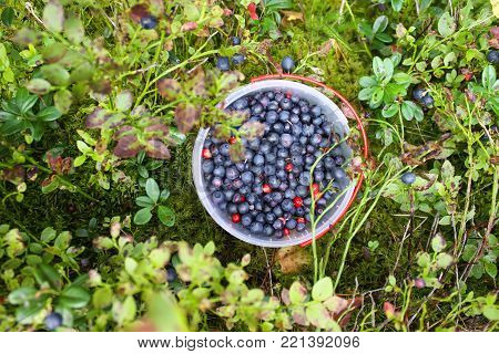 Wild Ripe Blueberry And Cranberry In Plastic Bowl In Summer Forest.