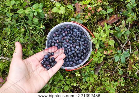 Wild Ripe Blueberry In Summer Forest Close Up.