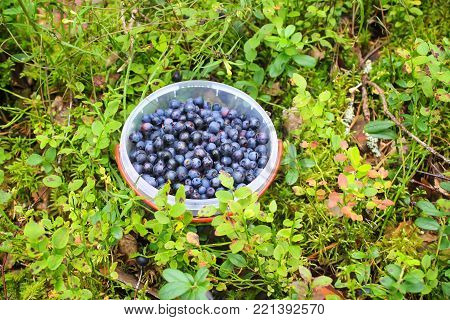 Wild Ripe Blueberry Collected In Summer Forest.