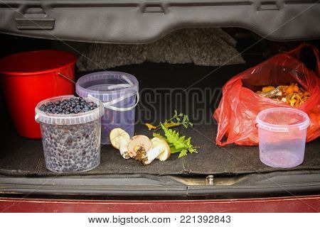 Wild ripe blueberry in a car trunk in summer forest.