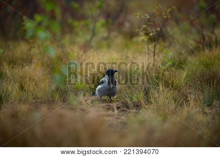 Corvus cornix. Mid-sized bird. Expanded throughout Europe. Photographed in Finland. Wild nature. Karelia. Beautiful picture. Bird. Autumn nature of Finland.