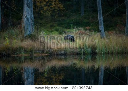 Gulo gulo. Wolverine. Expanded in Finland, Russia and Canada. Wildlife of Finland. Beautiful picture. Autumn Finland. Finland. Nature.