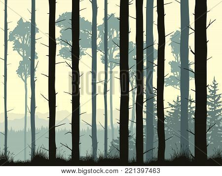 Vector illustration with many pine trunks and grass in the morning mist.