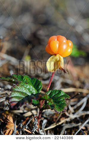CloudBerry