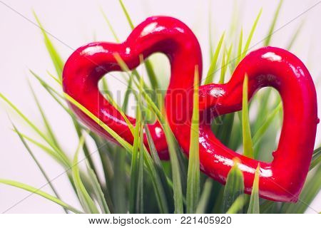 The concept of Love, Valentine's Day with a green plant and red hearts, white background, close up