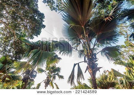 Sea coconut or Lodoicea maldivica also known as coco de mer or double coconut. Male palm