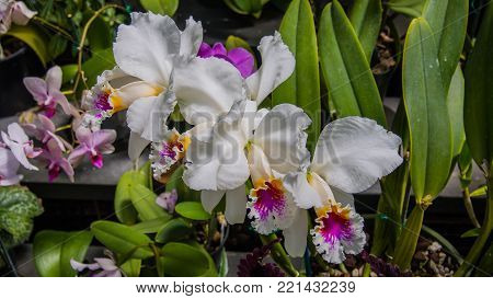 Beautiful flower from the wintergarden in Auckland.