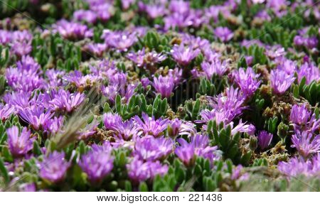 Lila wilde Blume