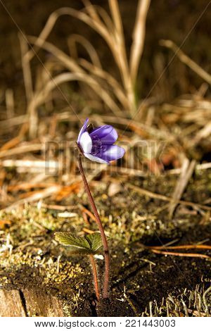 Hepatica nobilis Schreb spring blue flower on spring background.