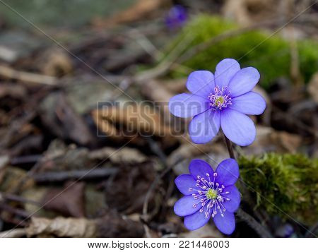 Blue protected and endangered spring flower Hepatica nobilis Schreb.