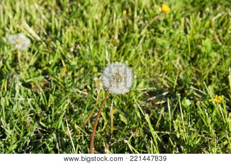 Ripened dandelion seeds. Fluffy dandelion. Dandelion in the meadow
