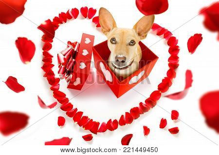 Basketball Player Dog