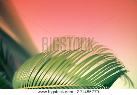 Close up evergreen leaf of a palm tree with a shadow calm green background