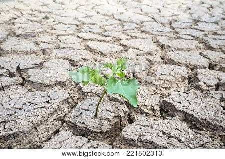 Plant sprouting in dried cracked river bed soil. Overharvesting of rivers for agricultural purposes concept