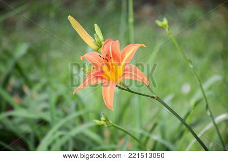 Close Up Hemerocallis Lilioasphodelus Flower In Nature Garden