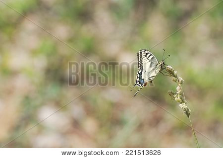 Silver-washed Fritillary Butterfly