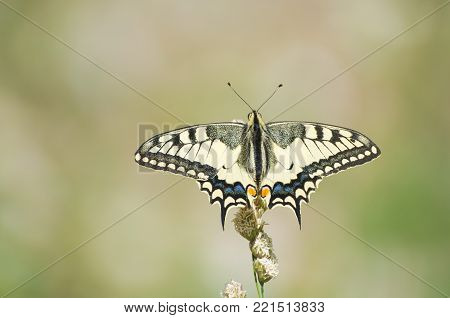 Silver-washed Fritillary Butterfly