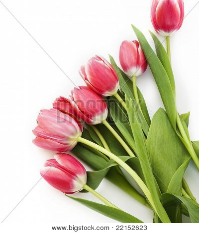 tulipas rosa sobre fundo branco