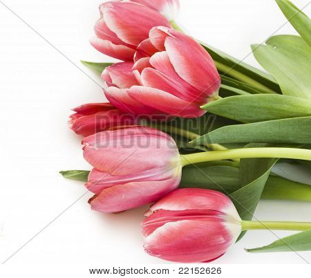 tulipas rosa sobre fundo branco