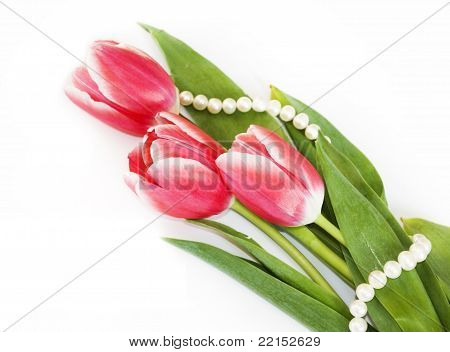 tulipas rosa sobre fundo branco