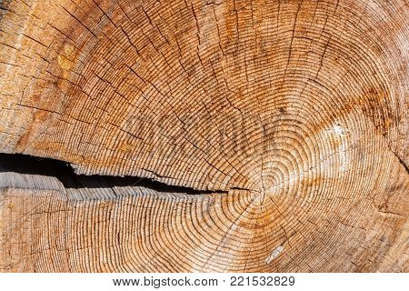 Close-up old cross wood saw cut with one large crack and a lot of microcracks and deep annual rings.