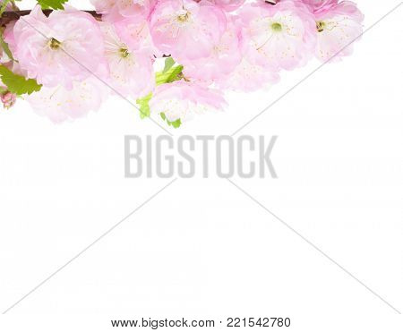  Close-up of blossoming Almond branch isolated on white background. Prunus triloba