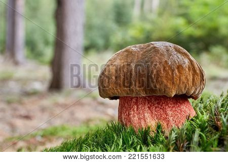 Neoboletus Luridiformis In The Natural Environment
