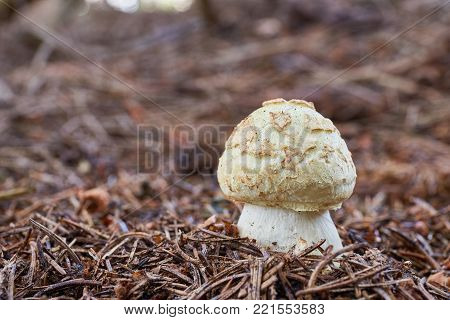Neoboletus Luridiformis In The Natural Environment