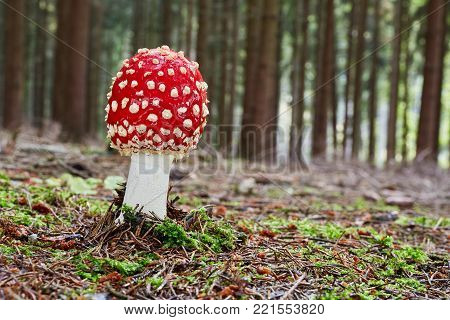 Neoboletus Luridiformis In The Natural Environment