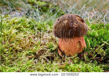 Neoboletus Luridiformis In The Natural Environment
