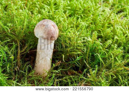 Neoboletus Luridiformis In The Natural Environment